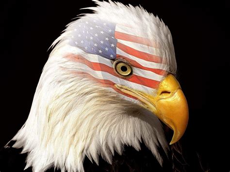 images of american flag and eagle|american flag with eagle head.